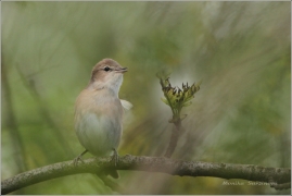 <p>PĚNICE SLAVÍKOVÁ ((Sylvia borin) /Garden warbler - Gartengrasmücke/</p>